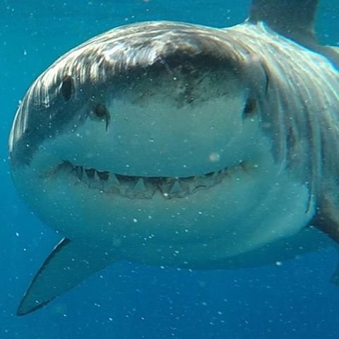 Great White Shark