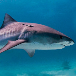 Tiger Shark
