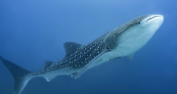 Whale shark