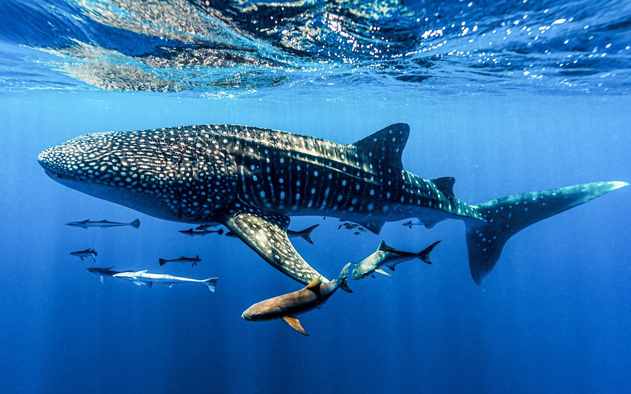 whale shark with friends